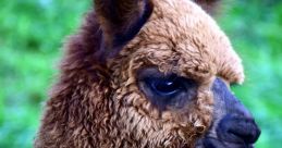 Llama Лама