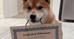 Cp Shiba
