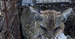 Bobcat From Melville