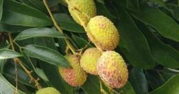 LEECHI
