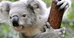 KoalaJR