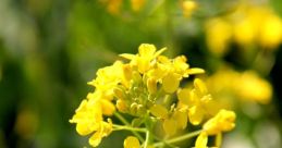 Bright yellow colza flowers blooming in a vibrant field, showcasing the beauty of agriculture and nature's bounty.