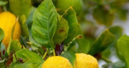 Citrus