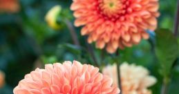 Ananta dahlia