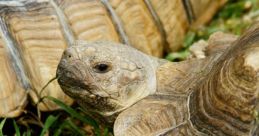 Sulcata