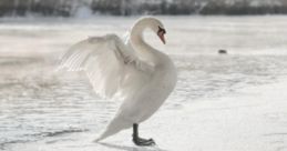 Эмиль Алиев