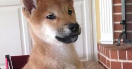 Ryu Shiba