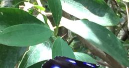 Jacintha Gammampila