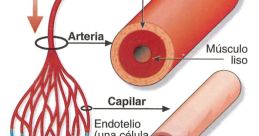 ARTERIA