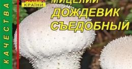 Dozhdevik10
