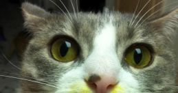 •Funny Cat• from •Funny Cat•. #cover #clarinet # #windinstrument #speech #cacophony #saxophone #alinstrument