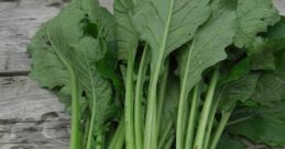 Narrow Turnip