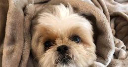 Ping Shih