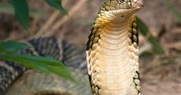King_Cobra