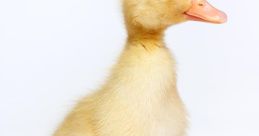 Duck Duck