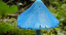 Blue shroom