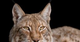 Lynx