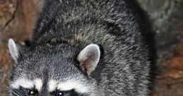 Raccoon