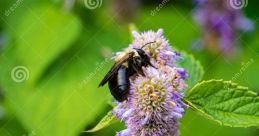 Star bee