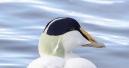 Eider