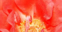 Jory Flower