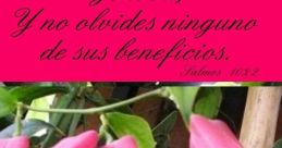 Alma Cristy