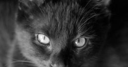 LilxBlackCat