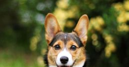 Doogsidog