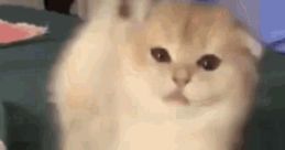Sad Cat Dance