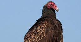 Vulture