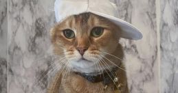 Catinaflatcap
