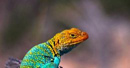 Lizard