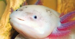 UltimateAxolotl