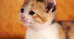 CalicoCat