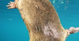 PLATypus