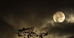 DARK NIGHT
