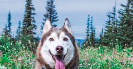 Husky Boy