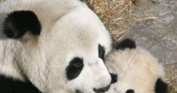 Panda Love