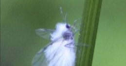 The White Bug