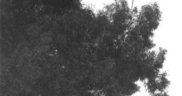 RCucamongA_1983