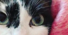 Le Bon Chat