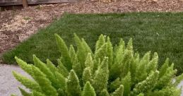 Bushy