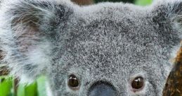 KoalaLover08