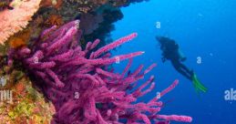 Mebes Rios Coral