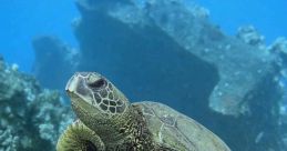 Turtle01