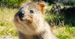 Quokkat
