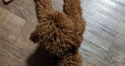 Sploodle