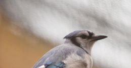 BlueJay