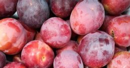 Prune Prunes