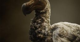 Dodo